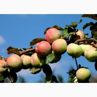 Продажа яблок от производителя