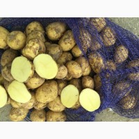 Продовольственный картофель, сорт Уладар, 2018 г