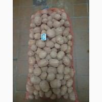 Продам продовольственный картофель, сорт Венетта