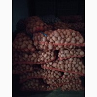 Продам продовольственный картофель, сорт Венетта
