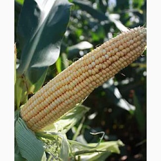 Семена гибридов кукурузы КРАСНОДАРСКИЙ 452 АМВ (ФАО 450) производство HYBRID SK
