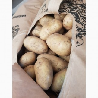 Продам картофель молодой из Азербайджана