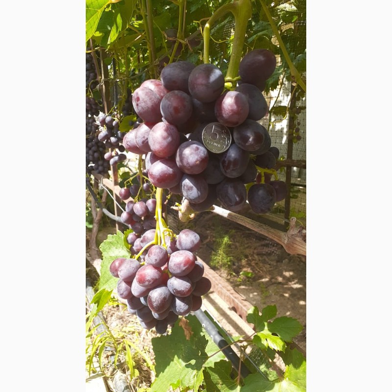 Фото 3. Продам виноград