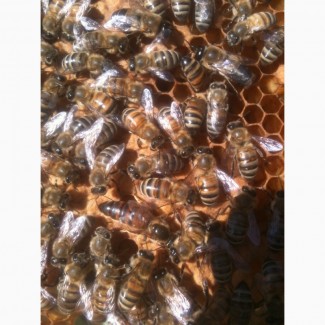 Пчелы пчелопакеты отводки Санкт-Петербург 2022