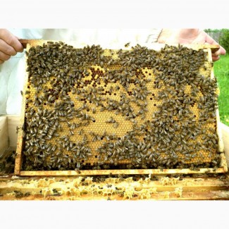 Пчелопакеты бакфаст B7, B34 оптом и в розницу
