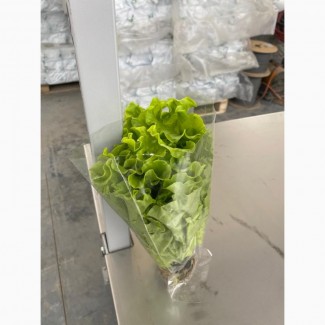 Продам салат листовой Афицион в горшочке