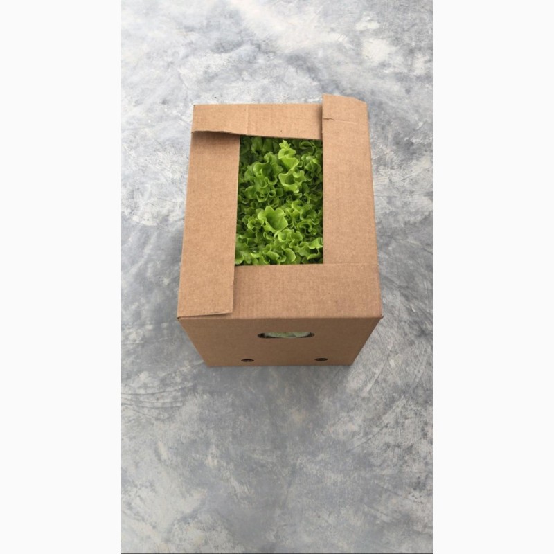 Фото 2. Продам салат листовой Афицион в горшочке