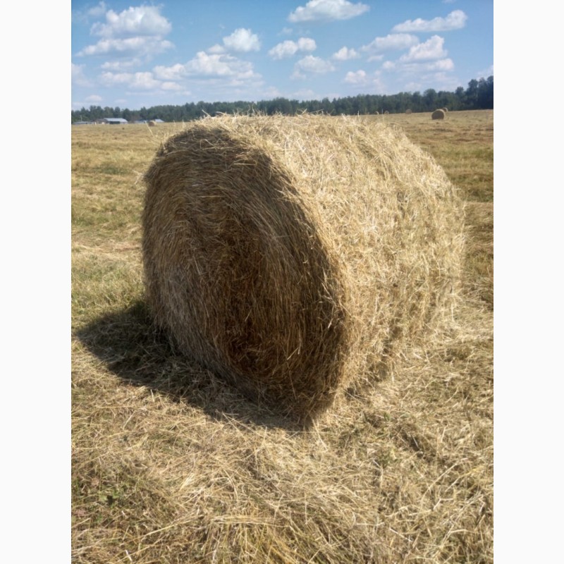 Продам сено в рулонах,  сено в рулонах, Калужская обл — Agro-Russia