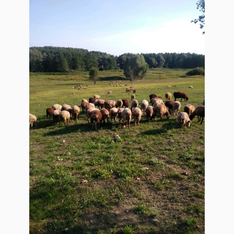 Фото 10. Овцы Бараны живым весом