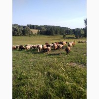 Овцы Бараны живым весом