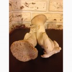 Продам Грибы Эринги или Королевский устричный гриб