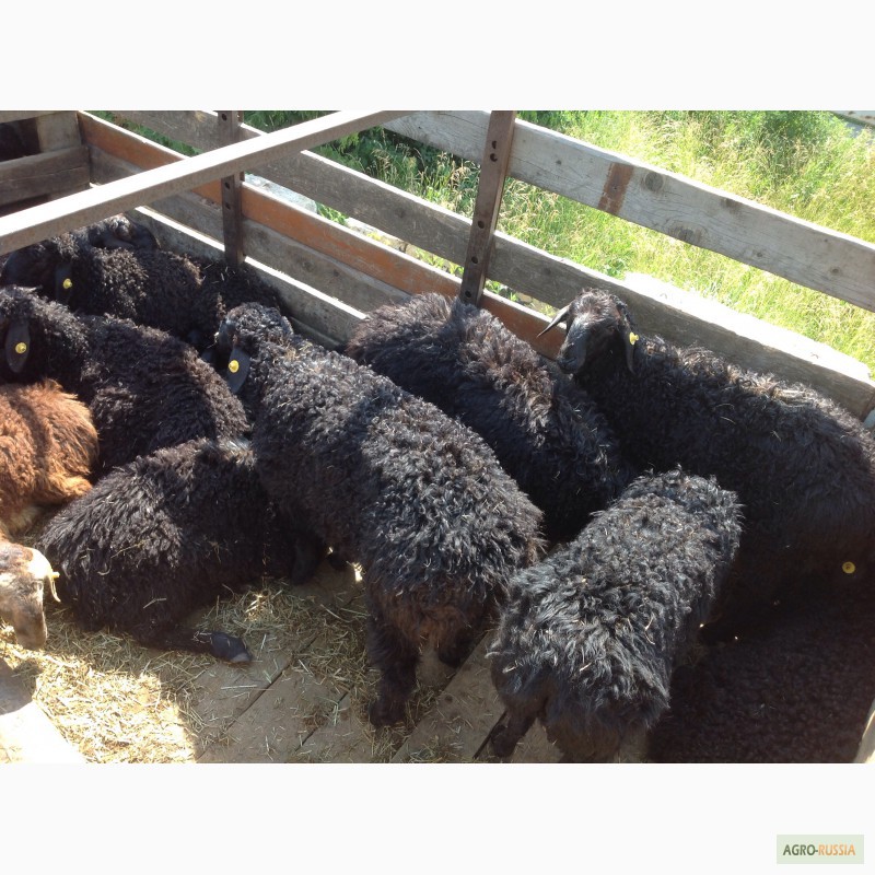 Продам/ овцы бараны на мясо и разведение - Мытищи,  — Agro .