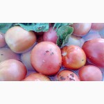 Соленые помидоры зеленые и красные оптом от 40р/кг