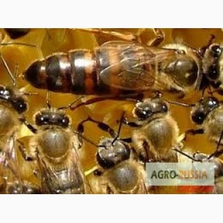 Продам плодных пчеломаток породы Карпатка