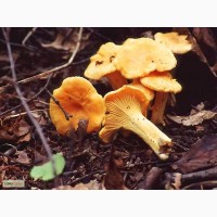 Куплю грибы лисички