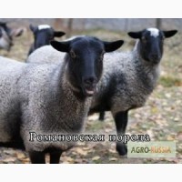 Продаются овцы и бараны и ягнята 100 руб