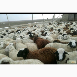 Продаем овец живым весом от 55 до 65 кг