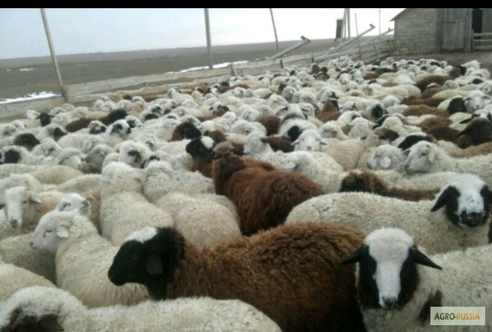 Продаем овец живым весом от 55 до 65 кг