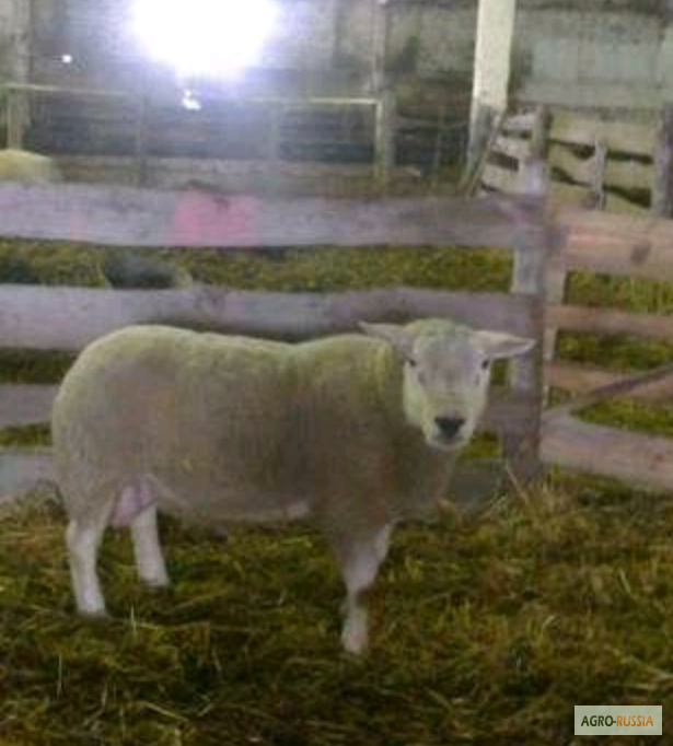Фото 2. Продаем овец живым весом от 55 до 65 кг