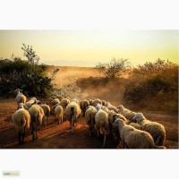 Бараны и овцы