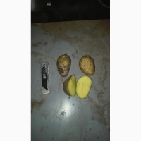 Картофель продовольственный, сорт Гала