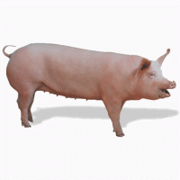 Свинина живым весом