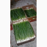 Продаю зеленый лук (перо)