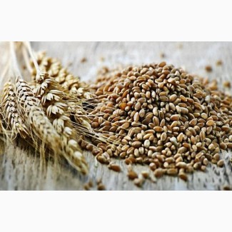Семена пшеницы яровой Йолдыз