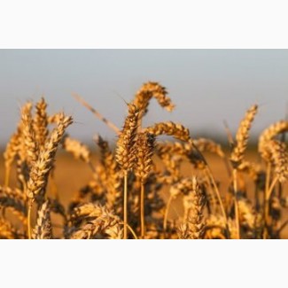 Семена озимых культур пшеница ЭС/РС1
