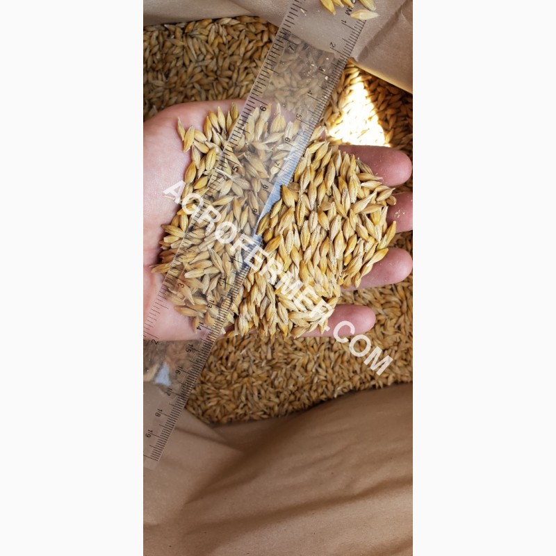 Фото 14. Семена ячменя ADDISON канадский трансгенный сорт (элита)