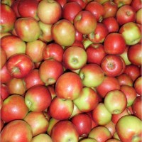 Яблоки Кримсон по выгодной цене только для оптовиков