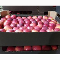 Яблоки Флорина оптом 1 сорт от производителя РБ, цена 43 руб./кг