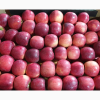 Яблоки Флорина оптом 1 сорт от производителя РБ, цена 43 руб./кг