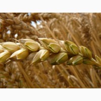 Семена озимой пшеницы сорт Баграт ЭС/РС1
