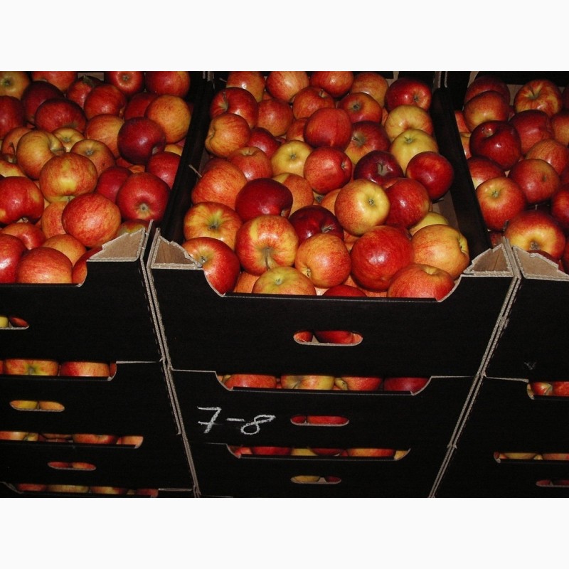 Фото 4. Продаем яблоки Айдаред, Голден, Гала