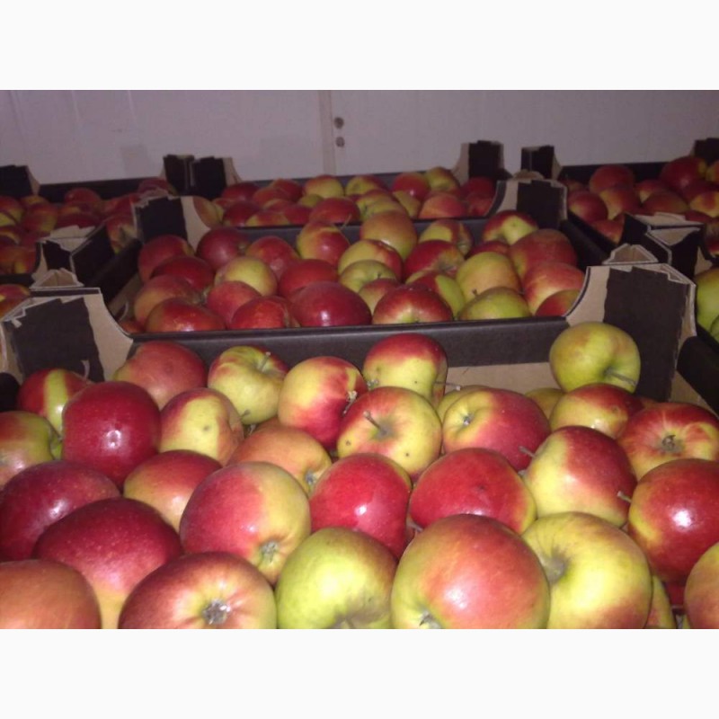 Фото 5. Продаем яблоки Айдаред, Голден, Гала