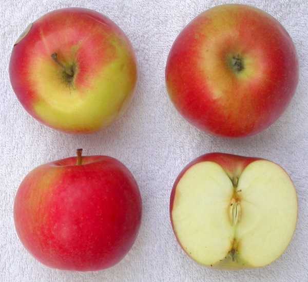 Фото 6. Продаем яблоки Айдаред, Голден, Гала