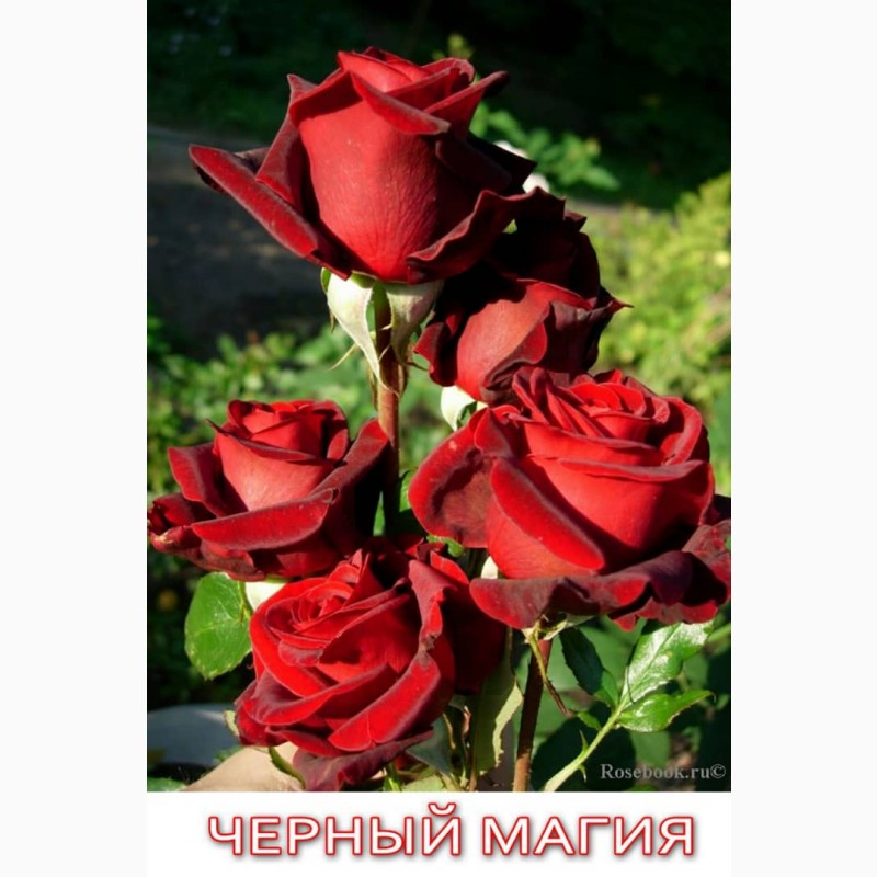 Фото 4. Саженцы роз от производителя (Узбекистан)