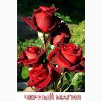 Саженцы роз от производителя (Узбекистан)