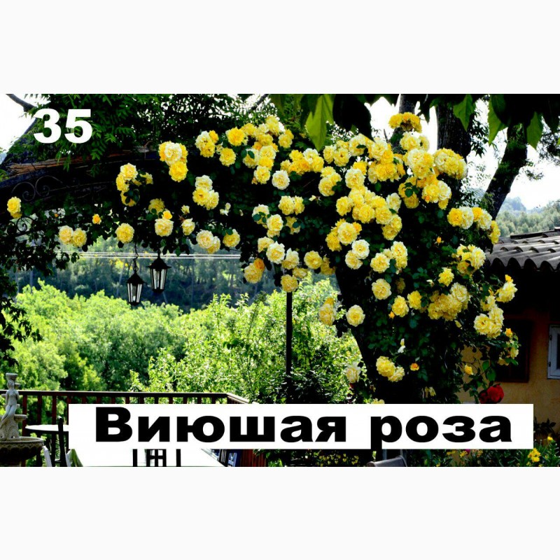 Фото 5. Саженцы роз от производителя (Узбекистан)
