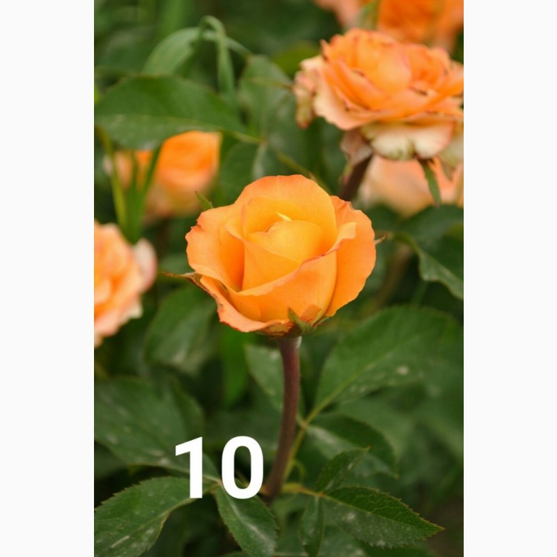 Фото 6. Саженцы роз от производителя (Узбекистан)