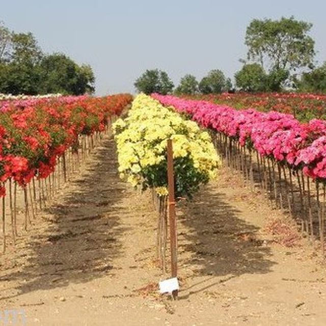 Фото 8. Саженцы роз от производителя (Узбекистан)