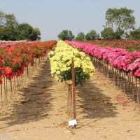 Саженцы роз от производителя (Узбекистан)