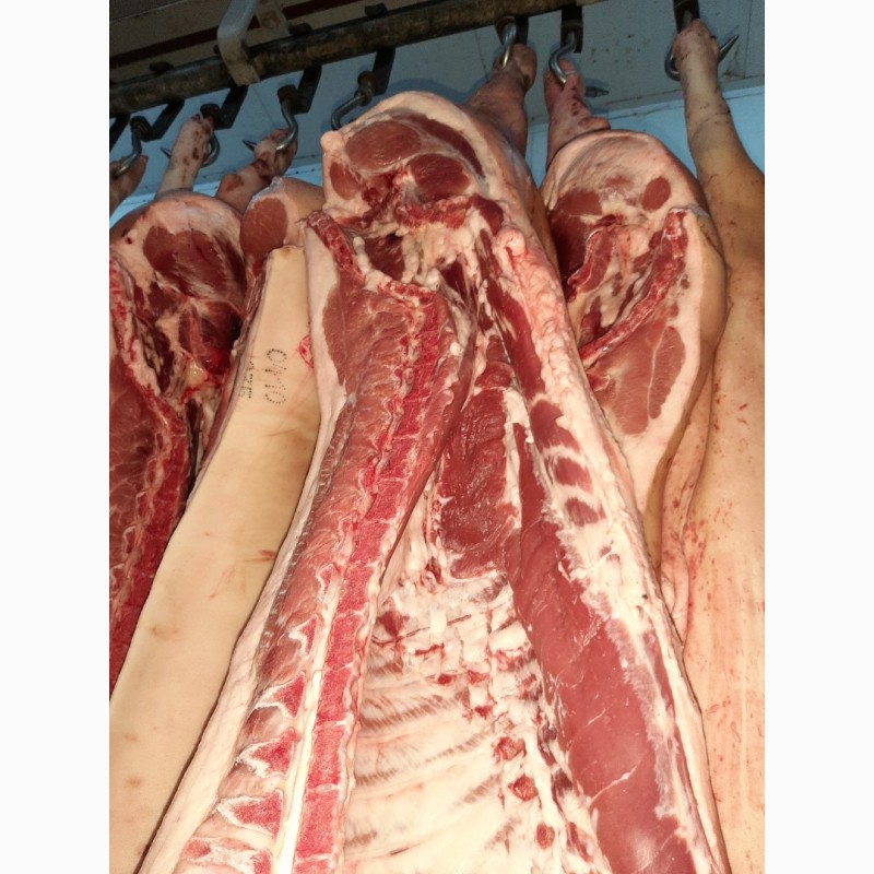 Фото 2. ООО Сантарин, реализует свинину 1-2 категории от 18 тонн