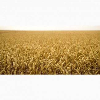 Пшеница и другие сельскохозяйственные продукты на экспорт