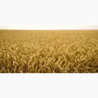 Пшеница и другие сельскохозяйственные продукты на экспорт