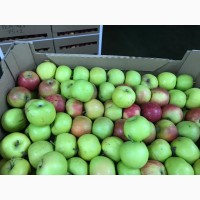 Яблоки оптом разных сортов напрямую со склада от 1 тонны