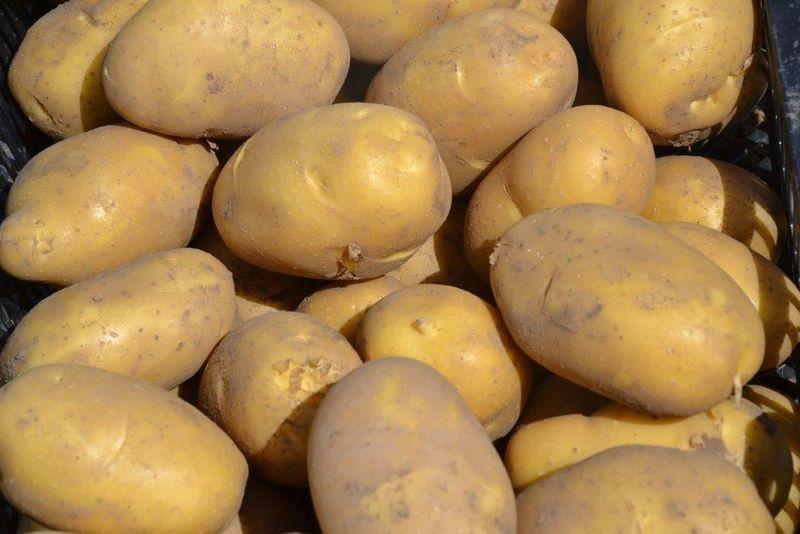 Семенной картофель Бернина, Беллароза, Скарб и Бриз оптом