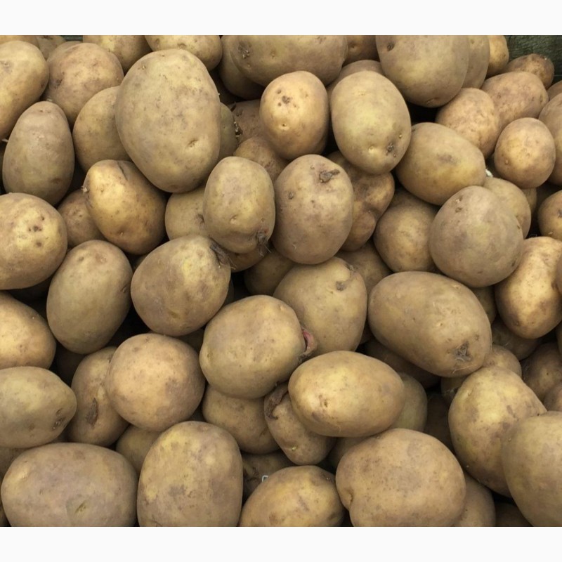 Фото 2. Семенной картофель Бернина, Беллароза, Скарб и Бриз оптом