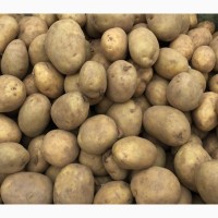 Семенной картофель Бернина, Беллароза, Скарб и Бриз оптом